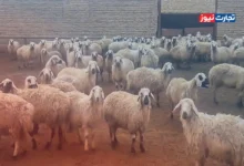 قیمت دام زنده امروز ۱۳ خرداد ۱۴۰۴ + جدول