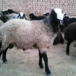 گوسفند