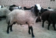 گوسفند