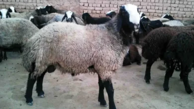 گوسفند