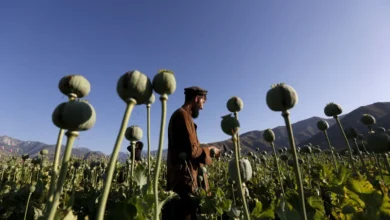 کشت خشخاش
