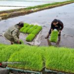 نقشه راه ۴ ساله برای خودکفایی ۹۰ درصدی برنج کلید خورد!