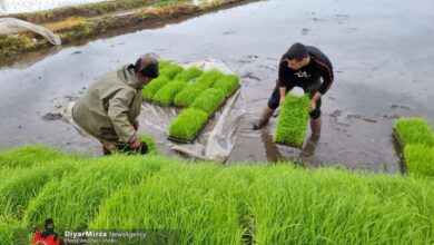 نقشه راه ۴ ساله برای خودکفایی ۹۰ درصدی برنج کلید خورد!
