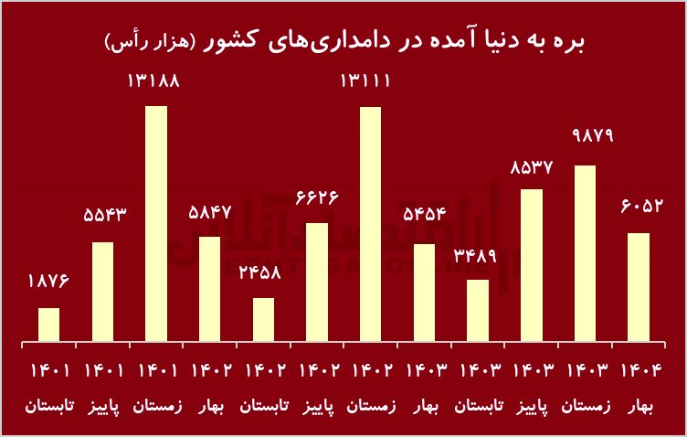 زنگ هشدار به کاهش نادر در گاو/ گوشت قرمز تبدیل می شود؟