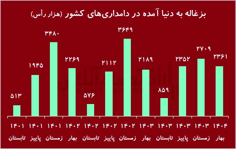 زنگ هشدار به کاهش نادر در گاو/ گوشت قرمز تبدیل می شود؟