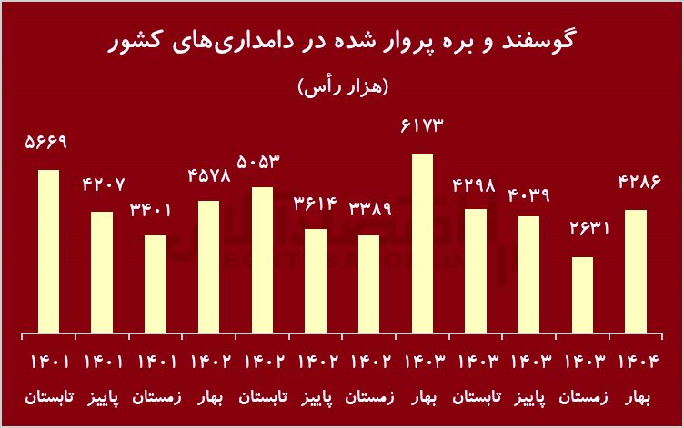 زنگ هشدار به کاهش نادر در گاو/ گوشت قرمز تبدیل می شود؟