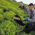 برگ سبز چای