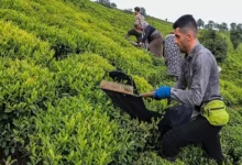 برگ سبز چای