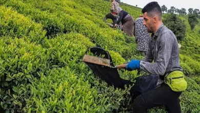 برگ سبز چای