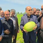 آغاز برداشت هندوانه از باغات چاف؛ بازدید استاندار گیلان از باغات لنگرود+ تصاویر