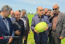 آغاز برداشت هندوانه از باغات چاف؛ بازدید استاندار گیلان از باغات لنگرود+ تصاویر