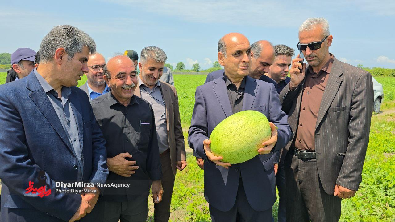 آغاز برداشت هندوانه از باغات چاف؛ بازدید استاندار گیلان از باغات لنگرود+ تصاویر