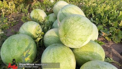 برگزاری نشست ساماندهی بازار فروش هندوانه چاف لنگرود با هدف حمایت از کشاورزان