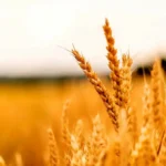 قیمت گندم