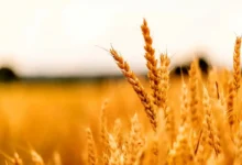 قیمت گندم