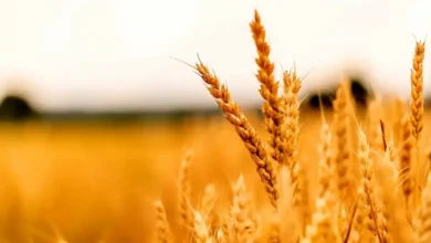 قیمت گندم