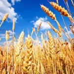 پیش-بینی فائو از تولید گندم ایران