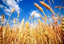 پیش-بینی فائو از تولید گندم ایران