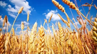 پیش-بینی فائو از تولید گندم ایران