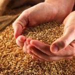 صرفه جویی ۲۵ درصدی آب با بذرهای اصلاح‌شده