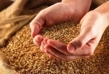صرفه جویی ۲۵ درصدی آب با بذرهای اصلاح‌شده