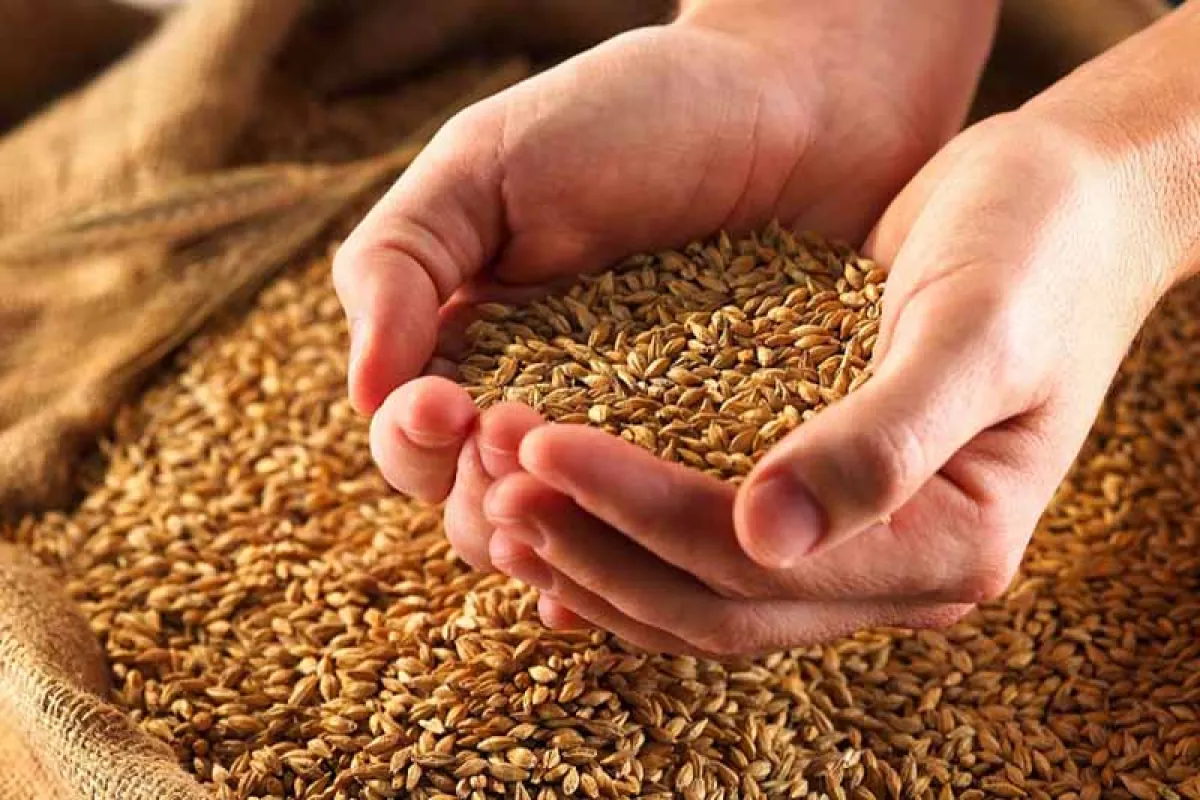 صرفه جویی ۲۵ درصدی آب با بذرهای اصلاح‌شده