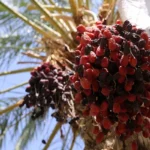 قیمت خرما تابع عرضه و تقاضاست/ خبری از قیمت‌گذاری دستوری نیست