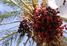 قیمت خرما تابع عرضه و تقاضاست/ خبری از قیمت‌گذاری دستوری نیست