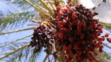 قیمت خرما تابع عرضه و تقاضاست/ خبری از قیمت‌گذاری دستوری نیست