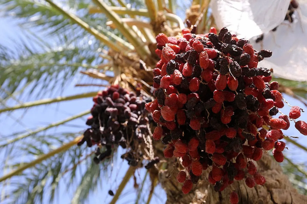 قیمت خرما تابع عرضه و تقاضاست/ خبری از قیمت‌گذاری دستوری نیست