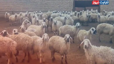 قیمت دام زنده امروز ۱۴ تیر ۱۴۰۴ / متوسط قیمت دام زنده در استان‌های کشور در محدوده ۲۶۵ هزار تومان قرار دارد + جدول