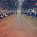 قیمت دام زنده امروز ۱۵ تیر ۱۴۰۴ / تهران رکورد‌دار بیشترین قیمت دام زنده در میان استان‌های کشور