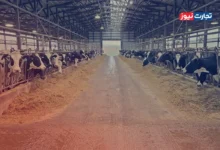 قیمت دام زنده امروز ۱۵ تیر ۱۴۰۴ / تهران رکورد‌دار بیشترین قیمت دام زنده در میان استان‌های کشور