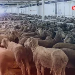 قیمت دام زنده امروز ۱۸ تیر ۱۴۰۴ + جدول