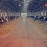 قیمت دام زنده امروز ۱۹ تیر ۱۴۰۴ + جدول