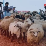 قیمت دام زنده امروز ۵ مرداد ۱۴۰۴ + جدول