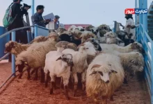 قیمت دام زنده امروز ۵ مرداد ۱۴۰۴ + جدول