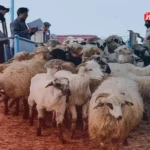 قیمت دام زنده امروز ۷ مرداد ۱۴۰۴ + جدول