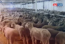 قیمت دام‌ زنده امروز ۲۱ تیر ۱۴۰۴ + جدول
