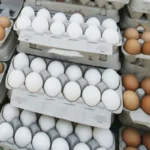قیمت تخم مرغ