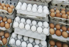 قیمت تخم مرغ