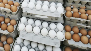 قیمت تخم مرغ