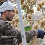 پیشنهاد انجمن کیوی گیلان برای تغییر زمان صادرات از مهر به شهریور