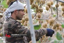 پیشنهاد انجمن کیوی گیلان برای تغییر زمان صادرات از مهر به شهریور