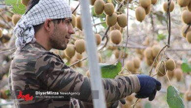 پیشنهاد انجمن کیوی گیلان برای تغییر زمان صادرات از مهر به شهریور