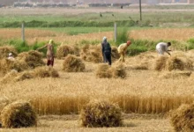 گندمکاران حتما بخوانند/ خبر جدید درباره قیمت گندم و پرداخت مطالبات گندمکاران
