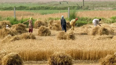 گندمکاران حتما بخوانند/ خبر جدید درباره قیمت گندم و پرداخت مطالبات گندمکاران