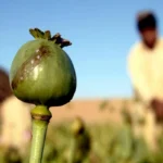 ممنوعیت کشت خشخاش