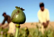 ممنوعیت کشت خشخاش