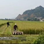 آغاز برداشت برنج در آستارا | برداشت بیش از ۲ هزار هکتار محصول به صورت مکانیزه+ فیلم